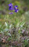 Aquilegia parviflora. Цветущее растение. Приморский край, окр. г. Дальнегорск, падь Партизанская, известняковый каменистый склон с травянистой растительностью. 11.06.2022.