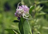 Trifolium pratense