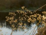 Gypsophila altissima. Соплодие. Пермский край, Кунгурский р-н, долина р. Ирень в ниже урочища Кокуй, вершина прибрежного скальника, сложенного из гипсов и ангидритов. 6 августа 2022 г.