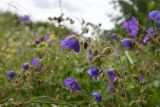 Geranium ruprechtii