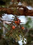 Juniperus oxycedrus. Побег с шишкоягодами. Марокко, обл. Фес-Мекнес, хр. Средний Атлас, национальный парк \"Ифран\", ≈ 1600 м н.у.м., каменистый склон. 03.01.2023.