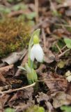 Galanthus plicatus. Цветущее растение. Краснодарский край, Черноморское побережье Кавказа, м/о г. Новороссийск, окр. с. Глебовка, шибляк. 26 февраля 2023 г.