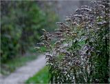 Solidago canadensis