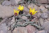 Tulipa toktogulica