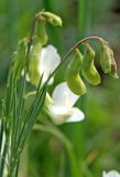 Lathyrus pannonicus