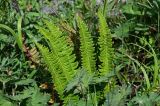 Polystichum lonchitis