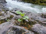 Valeriana alliariifolia. Молодое растение. Адыгея, Майкопский р-н, окр. пос. Хамышки, высокий обрывистый правый берег р. Киша, ≈ 700 м н.у.м., прибрежная скала 30.04.2018.