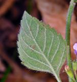 Clinopodium nepeta