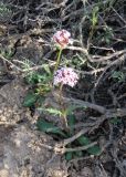 Valeriana tuberosa