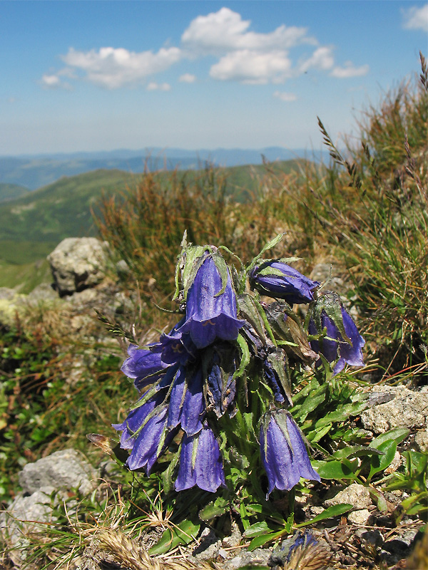 Изображение особи Campanula alpina.