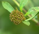 Bidens tripartita