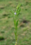 Nigella integrifolia