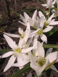 Colchicum hungaricum