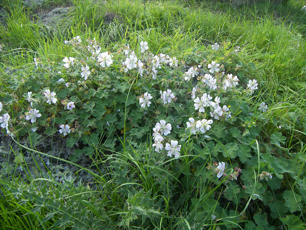 Изображение особи Geranium renardii.