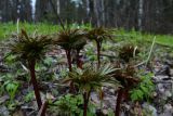 Paeonia anomala