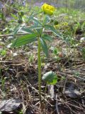 Ranunculus conspicuus. Зацветающее растение на опушке сосново-берёзового леса. Окр. Томска, 14 мая 2012 г.