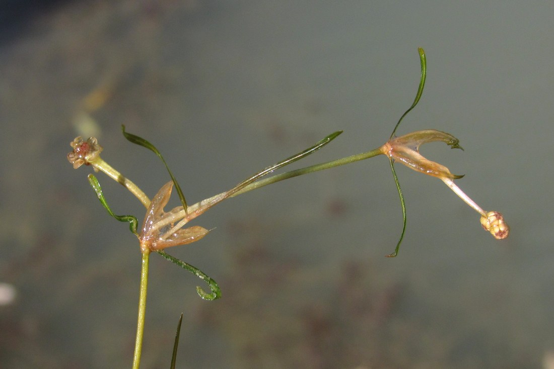 Изображение особи Potamogeton berchtoldii.