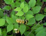 Vicia subrotunda