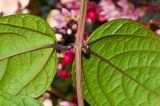 Clerodendrum thomsoniae