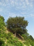 Pinus pallasiana. Взрослое дерево. Южный берег Крыма, возле Ялты, на склоне над дорогой. 06.06.2009.