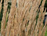 Calamagrostis &times; acutiflora