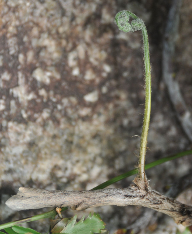 Image of Davallia denticulata specimen.