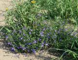 Scutellaria scordiifolia