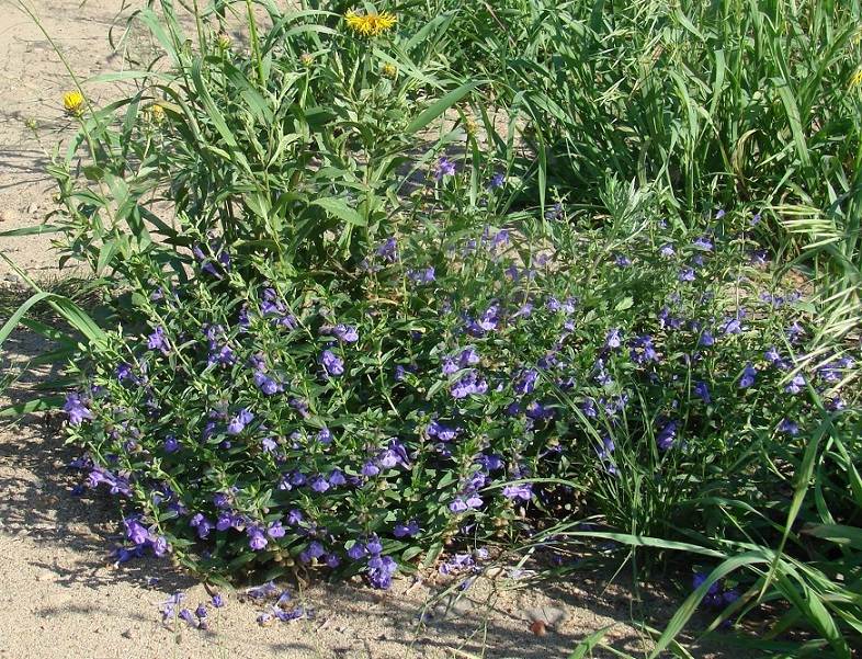 Изображение особи Scutellaria scordiifolia.