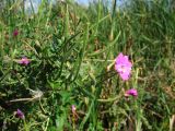 Epilobium hirsutum. Верхушка цветущего и плодоносящего растения. Ставропольский край, Благодарненский р-н, окр. с. Шишкино, поросший рогозом сильно обмелевший водоём. 19.09.2009.