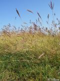 Bothriochloa ischaemum