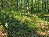 Dactylorhiza romana