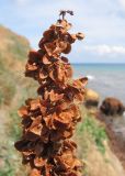 Rumex patientia ssp. orientalis