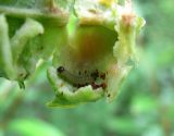 Salix phylicifolia