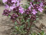 Thymus sibiricus. Побеги с соцветиями. Хакасия, окр. с. Аршаново, псаммофитная растительная группировка на барханах. 30.05.2015.