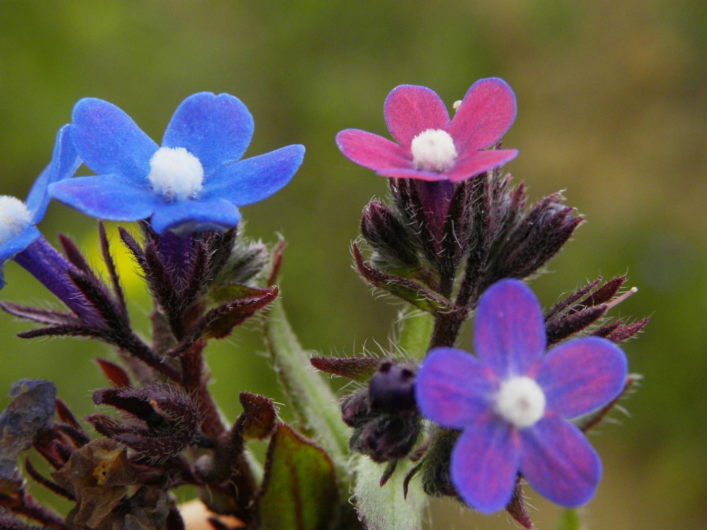 Изображение особи Anchusa pusilla.