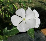 Catharanthus roseus. Цветок. Египет, окр. г. Хургада, территория отеля, в озеленении. 17.11.2011.