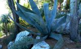 Agave americana. Вегетирующее растение с листьями, повреждёнными туристами. Слева - драцена канарская (?) Монако, Сады Святого Мартина (Jardin Saint Martin), участок суккулентов, в культуре. 23.07.2014.