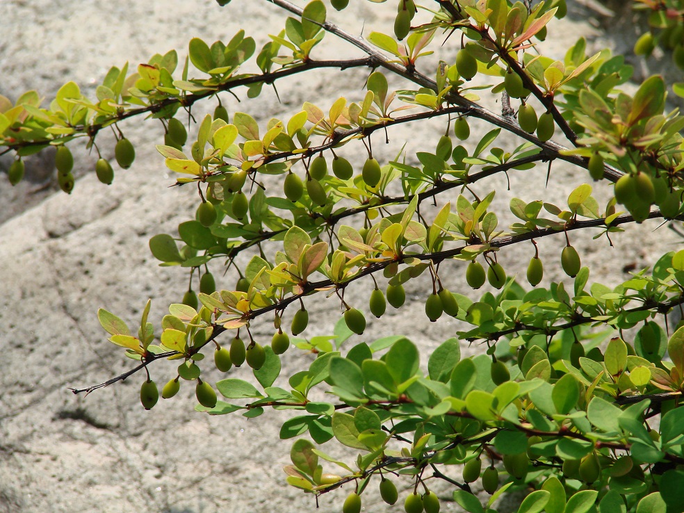 Изображение особи Berberis thunbergii.