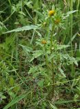 Bidens radiata