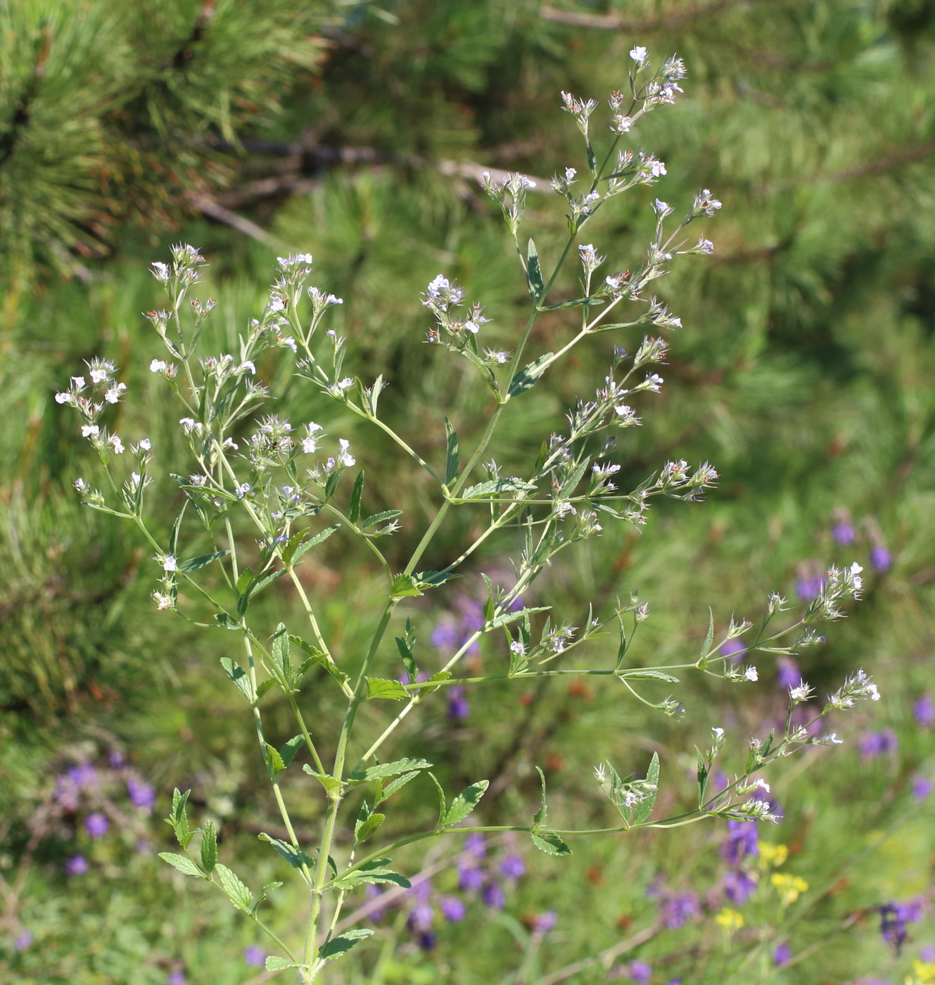 Изображение особи Nepeta parviflora.