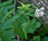 Asperula caucasica