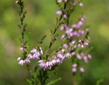 Calluna vulgaris. Побеги с цветками. Ленинградская обл., окр. пос. Рощино. 24.07.2009.