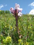 Pedicularis rhinanthoides. Цветущее растение. Кыргызстан, Чуйская обл., Панфиловский р-н, вост. часть Таласского Алатау, истоки р. Суусамыр под пер. Алабель, 2800 м н.у м. 2 июня 2016 г.