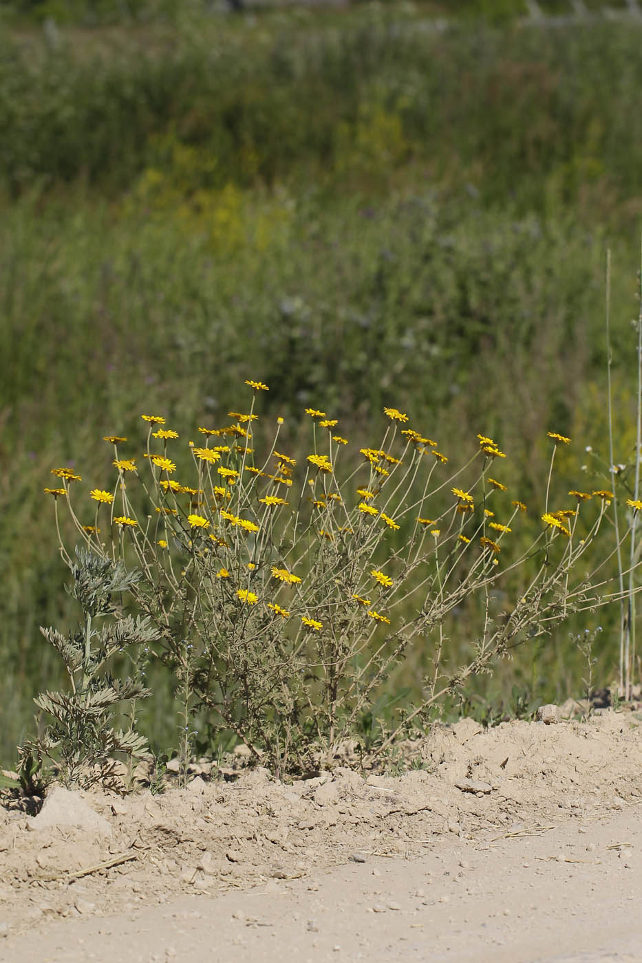 Изображение особи Anthemis tinctoria.