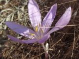 Colchicum laetum. Цветущее растение. Ставропольский край, станица Курская, долина р. Кура, бровка сухого склона террасы. 17.09.2016.