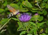 Cirsium vlassovianum