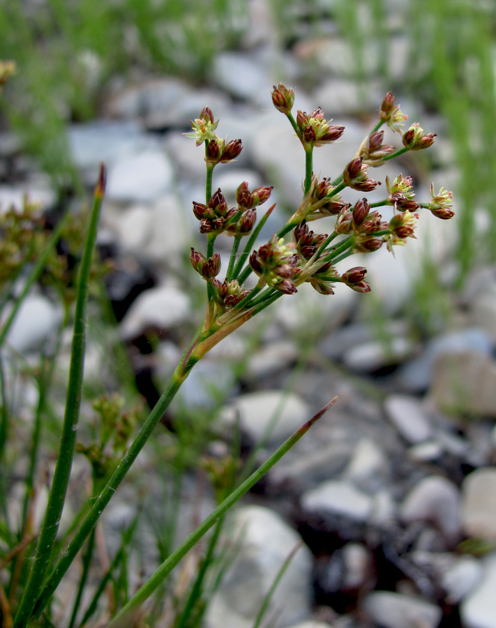 Изображение особи Juncus articulatus.