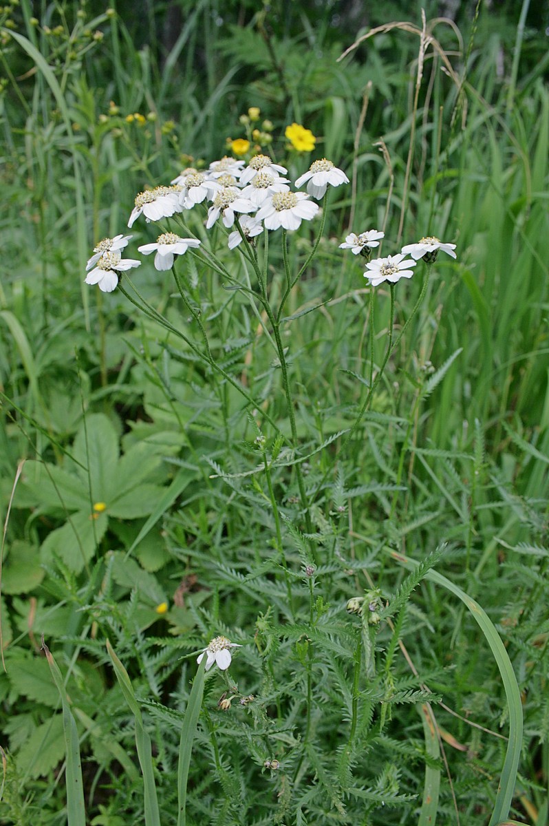 Изображение особи Achillea ledebourii.