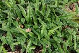 Blechnum penna-marina