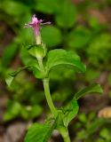 Silene aegyptiaca. Верхушка веточки с цветком. Израиль, Нижняя Галилея (западная часть), у устья нахаль Ципори, территория археологического памятника \"Хурбат Саса\". 18.12.2014.